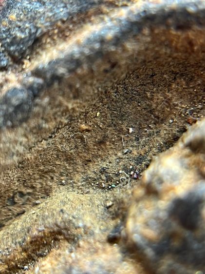 หลวงปู่ทวด พิมพ์กลัดไม้ขีด เนื้อว่าน พ.ศ.2497 รูปที่ 15