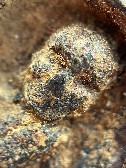 หลวงปู่ทวด พิมพ์กลัดไม้ขีด เนื้อว่าน พ.ศ.2497 รูปที่ 10