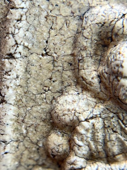 พระสมเด็จวัดระฆัง พิมพ์พุฒซ้อน รูปที่ 5