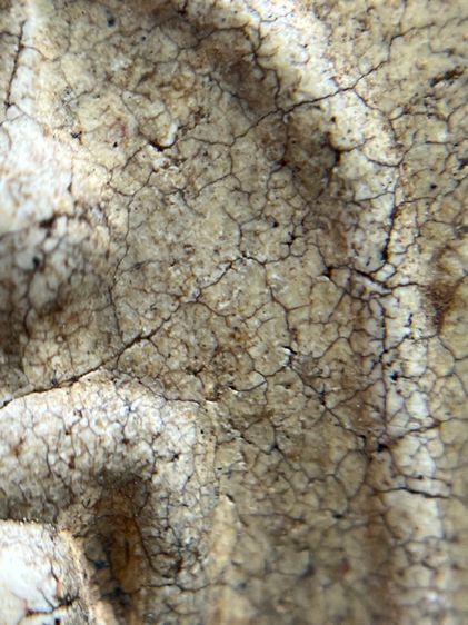 พระสมเด็จวัดระฆัง พิมพ์พุฒซ้อน รูปที่ 9