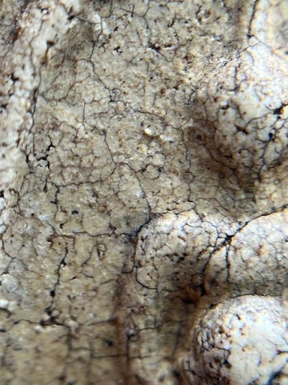 พระสมเด็จวัดระฆัง พิมพ์พุฒซ้อน รูปที่ 7