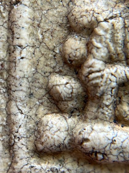 พระสมเด็จวัดระฆัง พิมพ์พุฒซ้อน รูปที่ 6