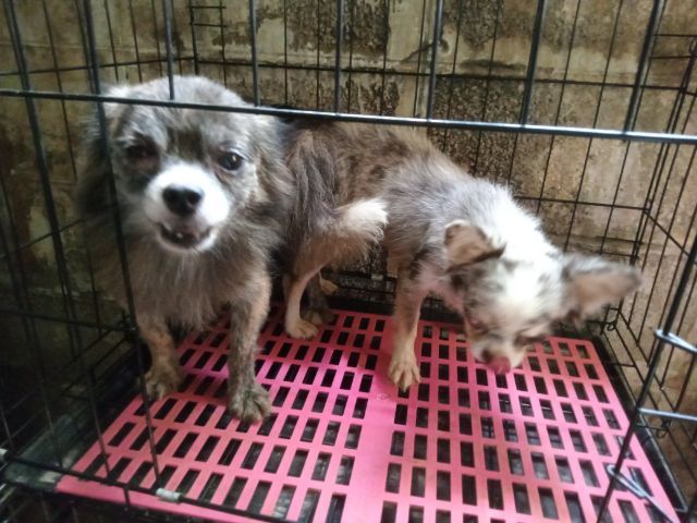 ขายแม่พันธ์ชิวาวาขนยาวลายเสือผสมพ่อสีเมอร์