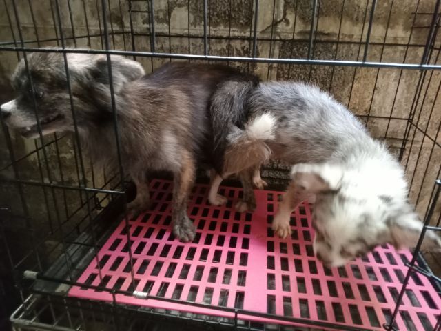 ขายแม่พันธ์ชิวาวาขนยาวลายเสือผสมพ่อสีเมอร์ รูปที่ 6