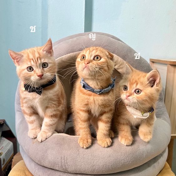 สก็อตติสโฟล รูปที่ 3