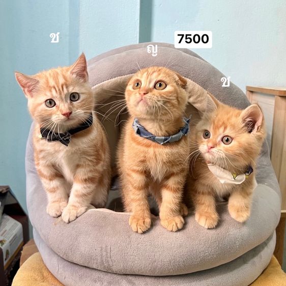 สก็อตติสโฟล