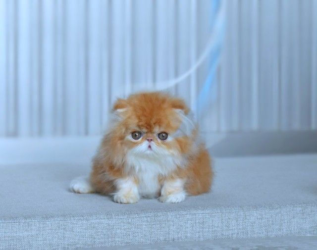 ขายแมวเปอร์เซียแท้เพศเมีย