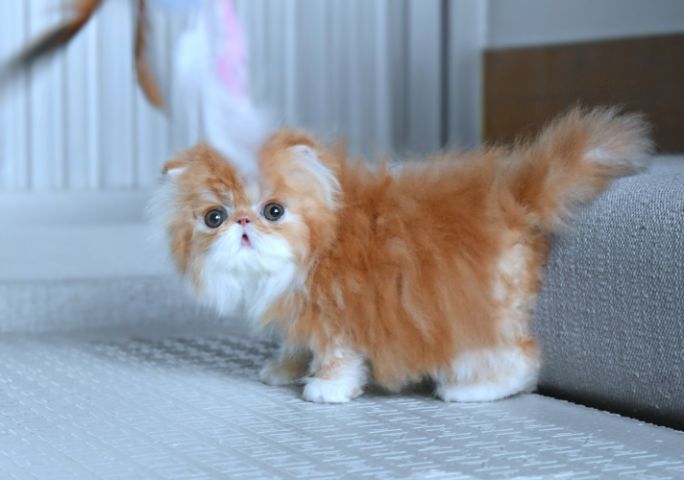 ขายแมวเปอร์เซียแท้เพศเมีย รูปที่ 4