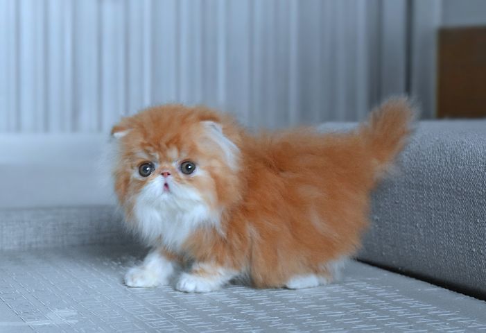 ขายแมวเปอร์เซียแท้เพศเมีย รูปที่ 5