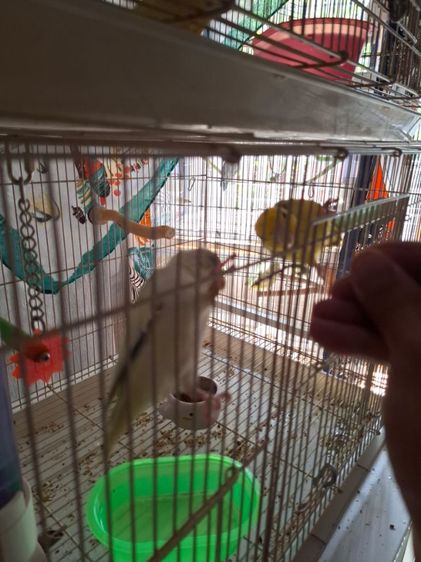 กรงนกสีระเบิดมือสองพร้อมนก2ตัวมี2กรง2คู่ รูปที่ 5