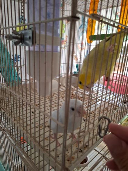 กรงนกสีระเบิดมือสองพร้อมนก2ตัวมี2กรง2คู่ รูปที่ 4