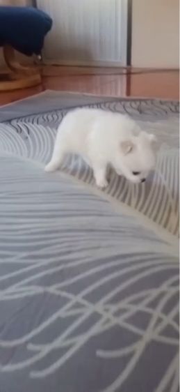 ชิวาวาเพศเมีย รูปที่ 8