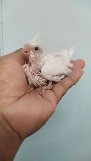 ขายค๊อกคาเทลขาวตาดำ..สนใจโทร 0929135188