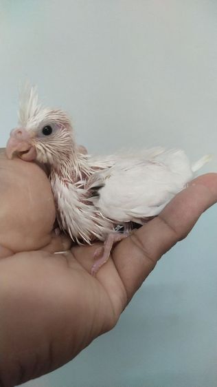 ขายค๊อกคาเทลขาวตาดำ..สนใจโทร 0929135188 รูปที่ 2