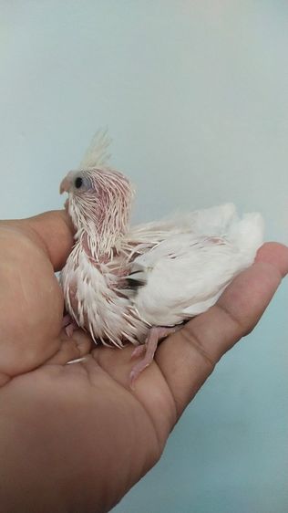 ขายค๊อกคาเทลขาวตาดำ..สนใจโทร 0929135188 รูปที่ 3