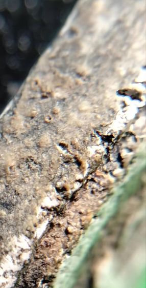 พระสมเด็จวัดระฆัง บางขุนพรหม เกศไชโย หลวงปู่ภู หลวงปู่นาค รูปที่ 9