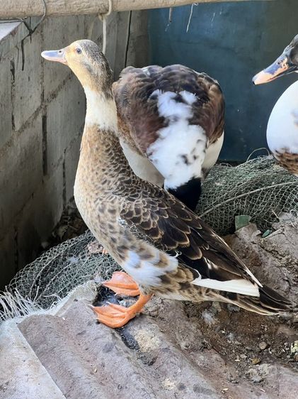 เป็ดเทศหนุ่ม รูปที่ 6