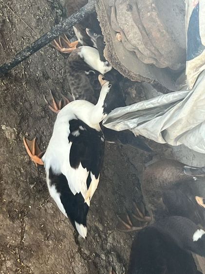 เป็ดเทศหนุ่ม รูปที่ 5