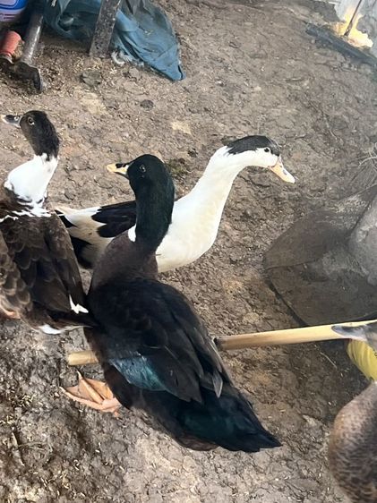 เป็ดเทศหนุ่ม รูปที่ 9