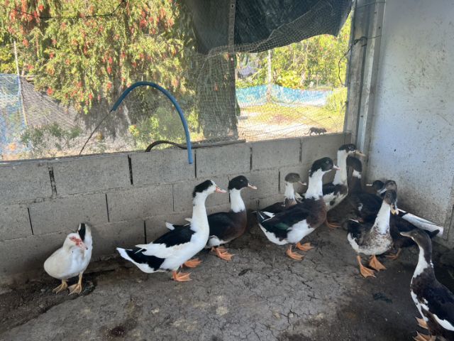 เป็ดเทศหนุ่ม รูปที่ 2