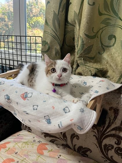 หาบ้านให้น้องสก็อตติช รูปที่ 10