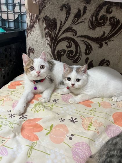 หาบ้านให้น้องสก็อตติช รูปที่ 7