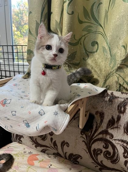 หาบ้านให้น้องสก็อตติช รูปที่ 9