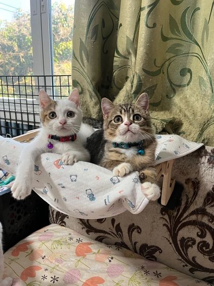 สก็อตติช โฟลด์ (Scottish Fold) หาบ้านให้น้องสก็อตติช