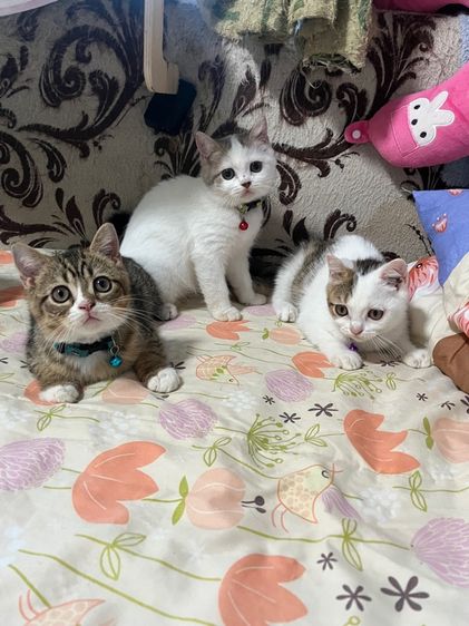 หาบ้านให้น้องสก็อตติช รูปที่ 4