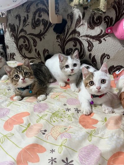 หาบ้านให้น้องสก็อตติช รูปที่ 6