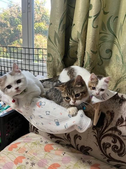 หาบ้านให้น้องสก็อตติช รูปที่ 2