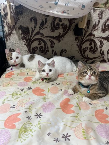 หาบ้านให้น้องสก็อตติช รูปที่ 8