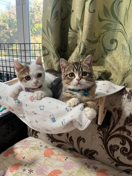 หาบ้านให้น้องสก็อตติช รูปที่ 11