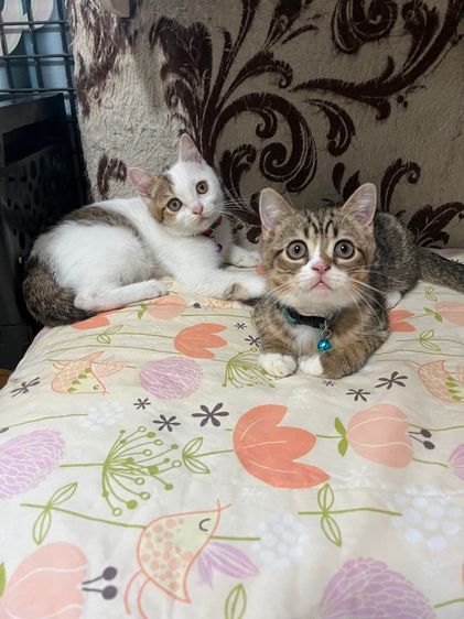 หาบ้านให้น้องสก็อตติช รูปที่ 3