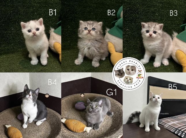 แมวสก็อตติช โฟลด์ scottish fold 