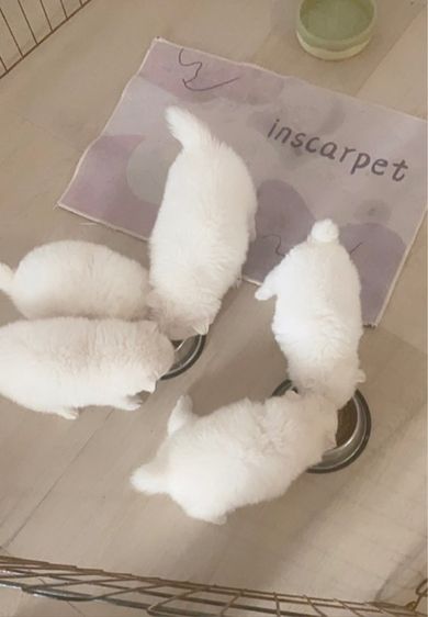 ปอมเมอเรเนียน รูปที่ 2