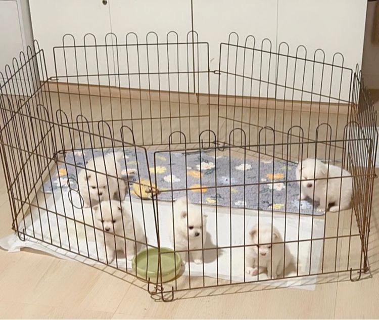 ปอมเมอเรเนียน