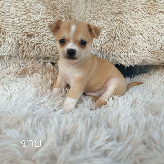 ชิวาวา ขนยาว ขนสั้น รูปที่ 5