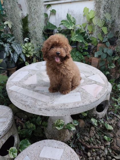 พุดเดิ้ลเพศเมียพิกัดจังหวัดอุดรธานี