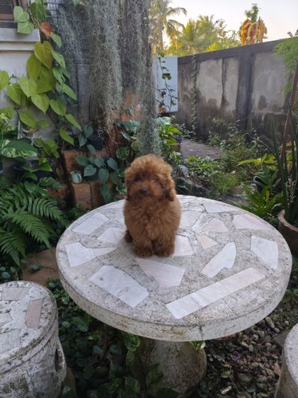 พุดเดิ้ลเพศเมียพิกัดจังหวัดอุดรธานี รูปที่ 13