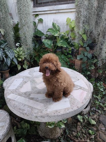 พุดเดิ้ลเพศเมียพิกัดจังหวัดอุดรธานี รูปที่ 4