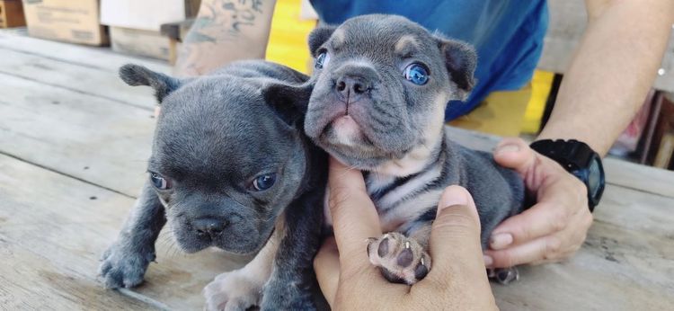 เฟรนส์บลูด็อกสีบลูเมอร์แทน รูปที่ 4