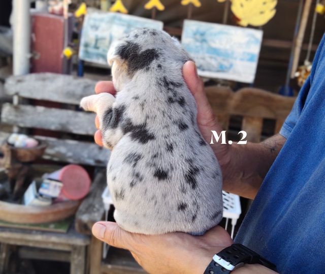 เฟรนส์บลูด็อกสีบลูเมอร์แทน รูปที่ 9