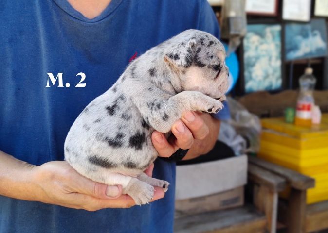 เฟรนส์บลูด็อกสีบลูเมอร์แทน รูปที่ 8