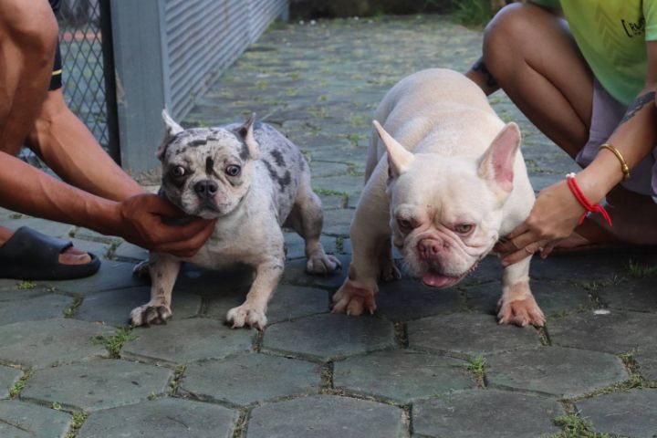 เฟรนส์บลูด็อกสีบลูเมอร์แทน รูปที่ 18