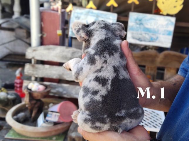 เฟรนส์บลูด็อกสีบลูเมอร์แทน รูปที่ 13