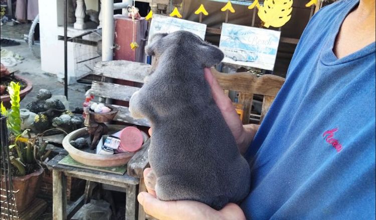 เฟรนส์บลูด็อกสีบลูเมอร์แทน รูปที่ 17