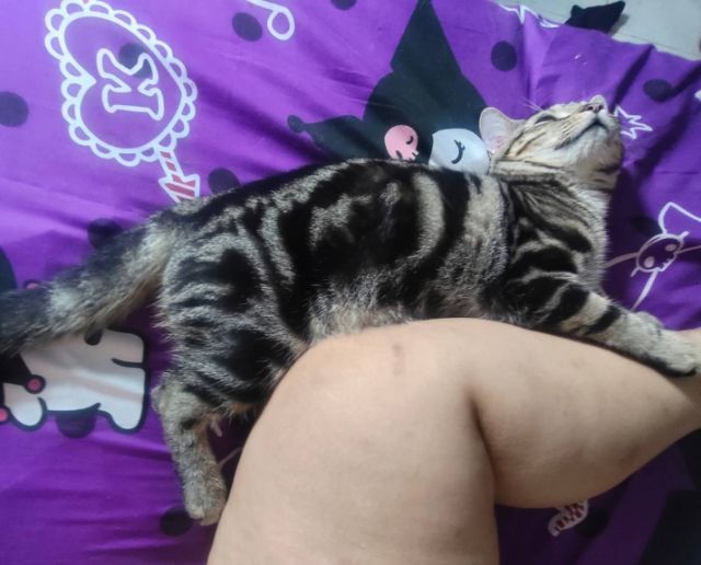 อเมริกันช๊อตแฮร์9เดือนชาย