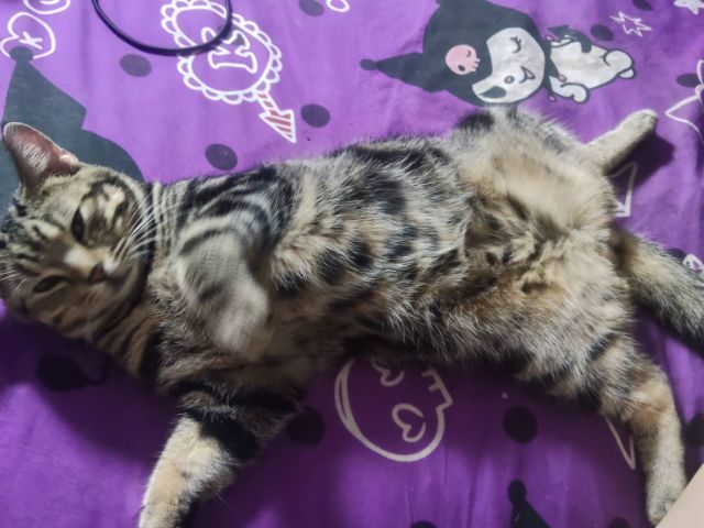 อเมริกันช๊อตแฮร์9เดือนชาย รูปที่ 2