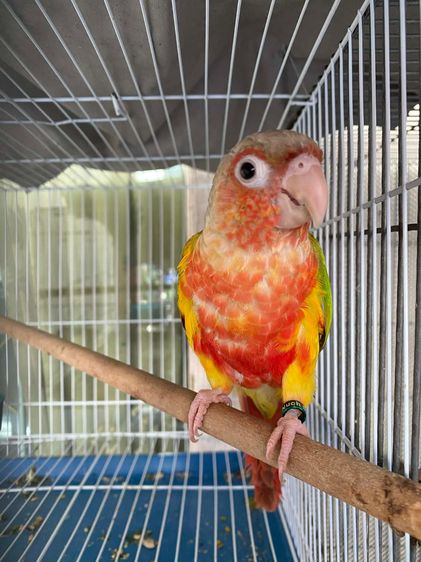 เรดพายแอ๊ป 1 คู่ รูปที่ 5